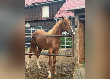 American Quarter Horse, Ogier, 1 Rok, 160 cm, Kasztanowata