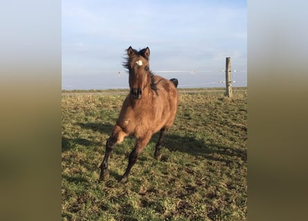 American Quarter Horse, Ogier, 1 Rok, Formy Brown Falb