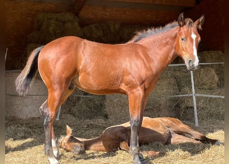American Quarter Horse, Ogier, 1 Rok, Gniada