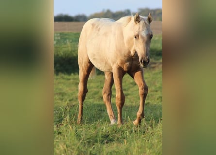American Quarter Horse, Ogier, 1 Rok, Izabelowata