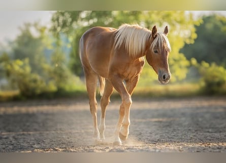American Quarter Horse, Ogier, 1 Rok, Kasztanowata