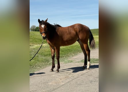 American Quarter Horse, Ogier, 1 Rok