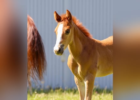 American Quarter Horse, Ogier, 1 Rok