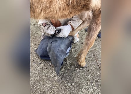 American Quarter Horse, Ogier, 2 lat, 140 cm, Izabelowata