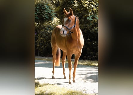 American Quarter Horse, Ogier, 2 lat, 148 cm, Ciemnokasztanowata