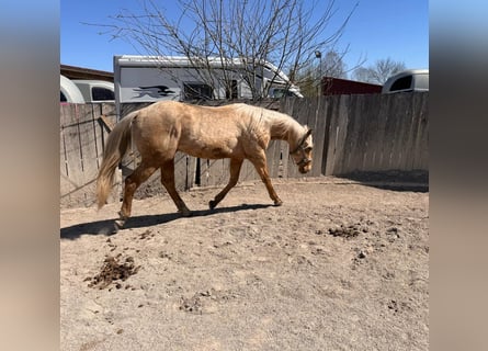 American Quarter Horse, Ogier, 2 lat, 148 cm, Izabelowata