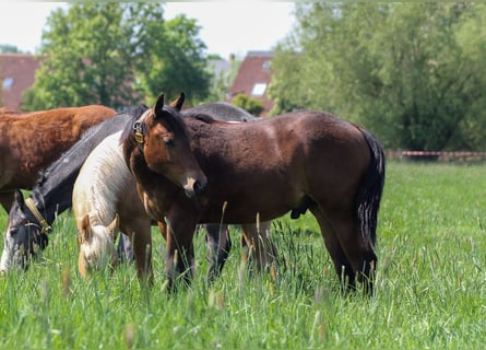 American Quarter Horse, Ogier, 2 lat, 150 cm, Gniada