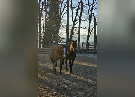 American Quarter Horse, Ogier, 2 lat, 150 cm, Izabelowata