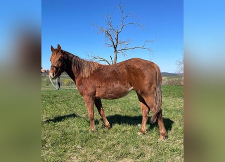 American Quarter Horse, Ogier, 2 lat, 150 cm, Kasztanowata