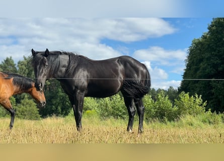 American Quarter Horse, Ogier, 2 lat, 151 cm, Kara