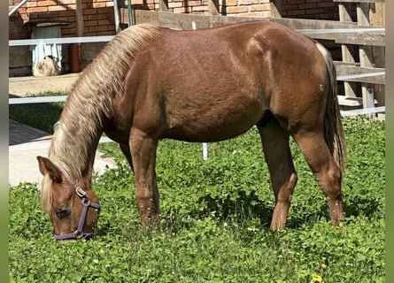 American Quarter Horse, Ogier, 2 lat, 153 cm, Kasztanowata
