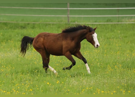 American Quarter Horse, Ogier, 2 lat, 154 cm, Gniada