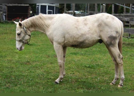 American Quarter Horse, Ogier, 2 lat, 155 cm, Izabelowata