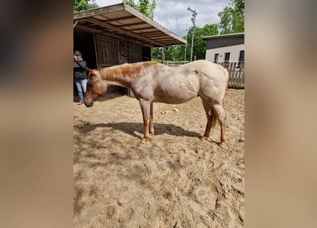 American Quarter Horse, Ogier, 2 lat, 160 cm, Kasztanowatodereszowata