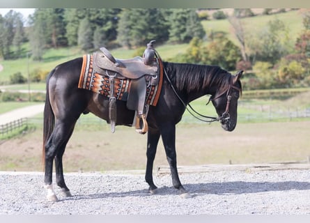 American Quarter Horse, Ogier, 2 lat, Gniada