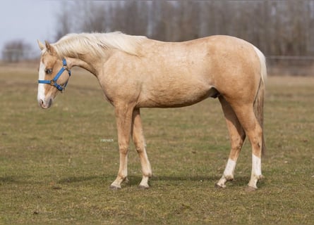 American Quarter Horse, Ogier, 2 lat, Izabelowata