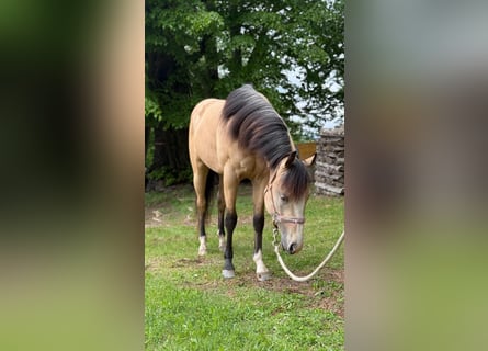American Quarter Horse, Ogier, 3 lat, 140 cm, Jelenia