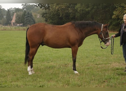 American Quarter Horse, Ogier, 3 lat, Gniada