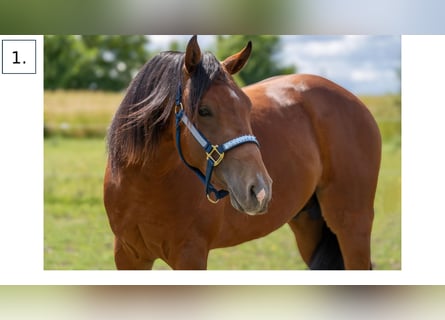 American Quarter Horse, Ogier, 3 lat, Gniada