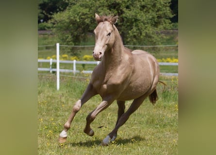 American Quarter Horse, Ogier, 3 lat, Szampańska