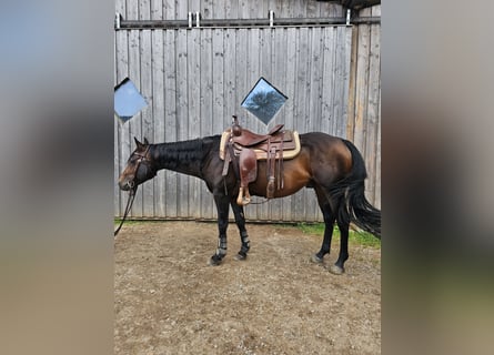 American Quarter Horse, Ogier, 5 lat, 150 cm, Gniada