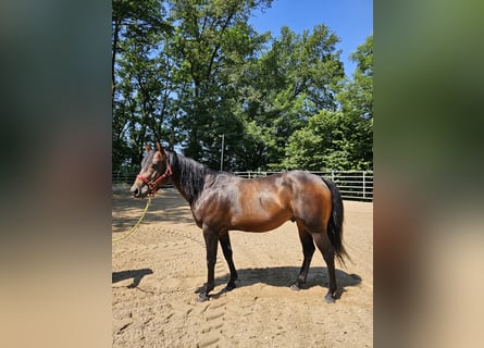 American Quarter Horse, Ogier, 5 lat, 150 cm, Gniada