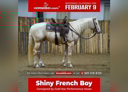 American Quarter Horse, Ogier, 5 lat, 152 cm, Cremello