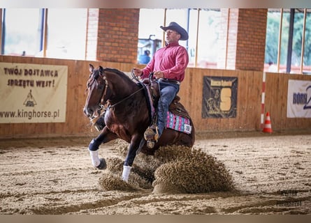 American Quarter Horse, Ogier, 6 lat, 150 cm, Gniada