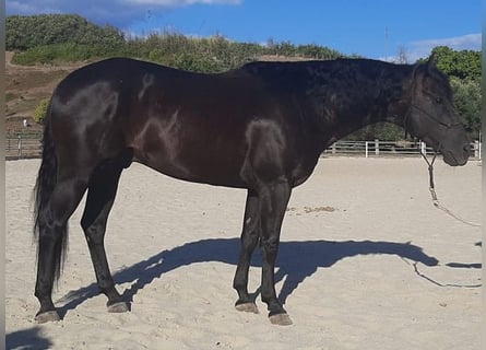 American Quarter Horse, Ogier, 8 lat, 155 cm, Kara