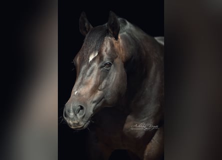 American Quarter Horse, Ogier, 11 lat, Ciemnogniada