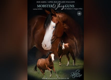 American Quarter Horse, Ogier, 4 lat, 150 cm, Gniada