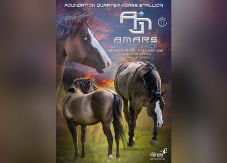 American Quarter Horse, Ogier, 4 lat, 150 cm, Grullo