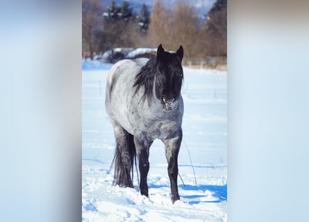 American Quarter Horse, Ogier, 12 lat, 145 cm, Karodereszowata