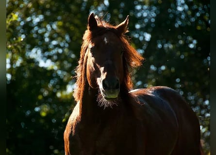 American Quarter Horse, Ogier, 22 lat