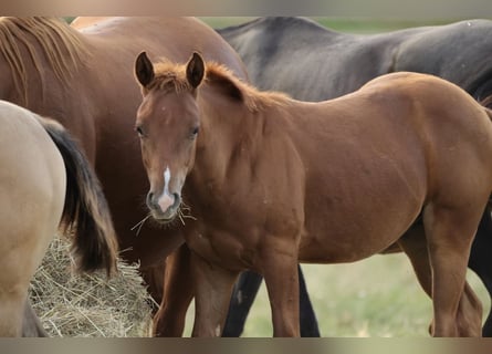 American Quarter Horse, Ogier, Źrebak (04/2026), 148 cm, Kasztanowata
