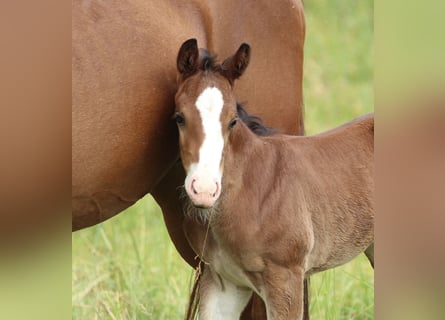 American Quarter Horse, Ogier, , 150 cm, Gniada