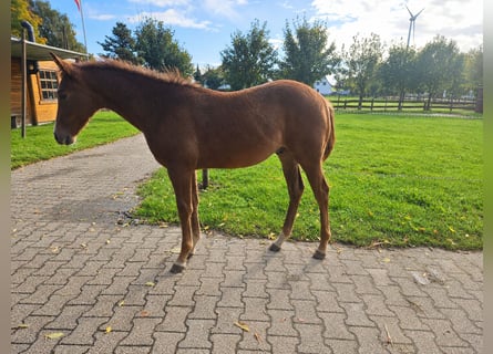 American Quarter Horse, Ogier, Źrebak (05/2026), 150 cm, Kasztanowata