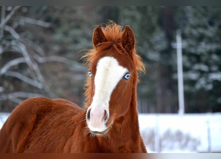 American Quarter Horse, Ogier, Źrebak (04/2023), 150 cm, Kasztanowata