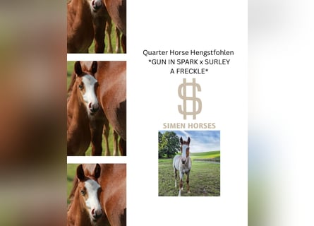 American Quarter Horse, Ogier, Źrebak (05/2025), 150 cm, Kasztanowatodereszowata