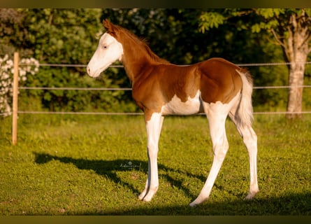 American Quarter Horse, Ogier, Źrebak (06/2026), 150 cm, Overo wszelkich maści