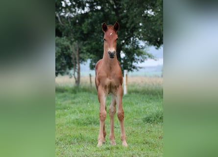 American Quarter Horse, Ogier, Źrebak (06/2026), 151 cm, Ciemnokasztanowata