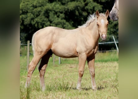 American Quarter Horse, Ogier, Źrebak (05/2025), 151 cm, Izabelowata