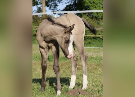 American Quarter Horse, Ogier, , 152 cm, Grullo