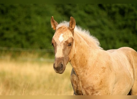 American Quarter Horse, Ogier, Źrebak (04/2026), 152 cm, Izabelowata