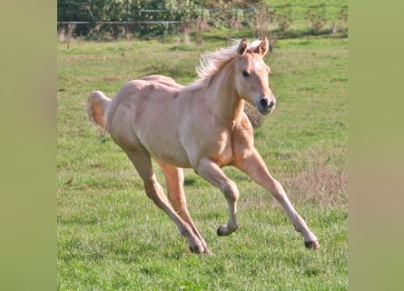 American Quarter Horse, Ogier, Źrebak (03/2026), 154 cm, Dunalino