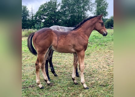 American Quarter Horse, Ogier, Źrebak (06/2026), 154 cm, Gniada