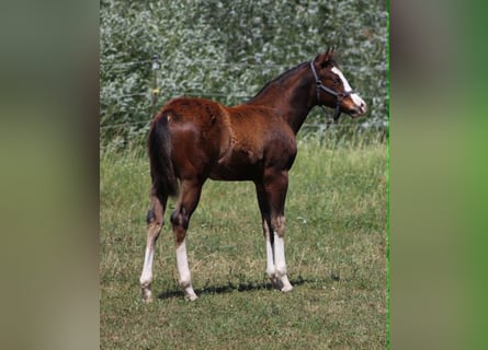 American Quarter Horse, Ogier, Źrebak (02/2026), 154 cm, Gniada