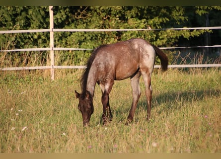 American Quarter Horse, Ogier, Źrebak (04/2025), 154 cm, Karodereszowata