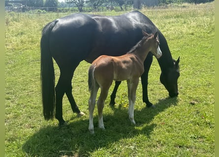 American Quarter Horse, Ogier, , 155 cm, Gniada