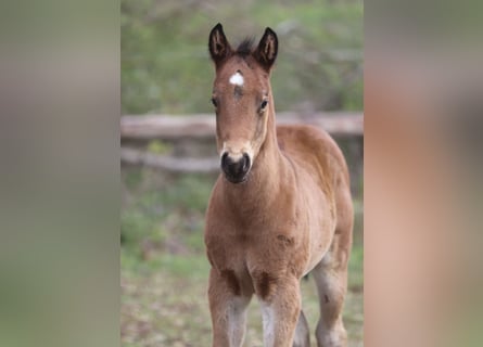 American Quarter Horse, Ogier, , 158 cm, Ciemnogniada